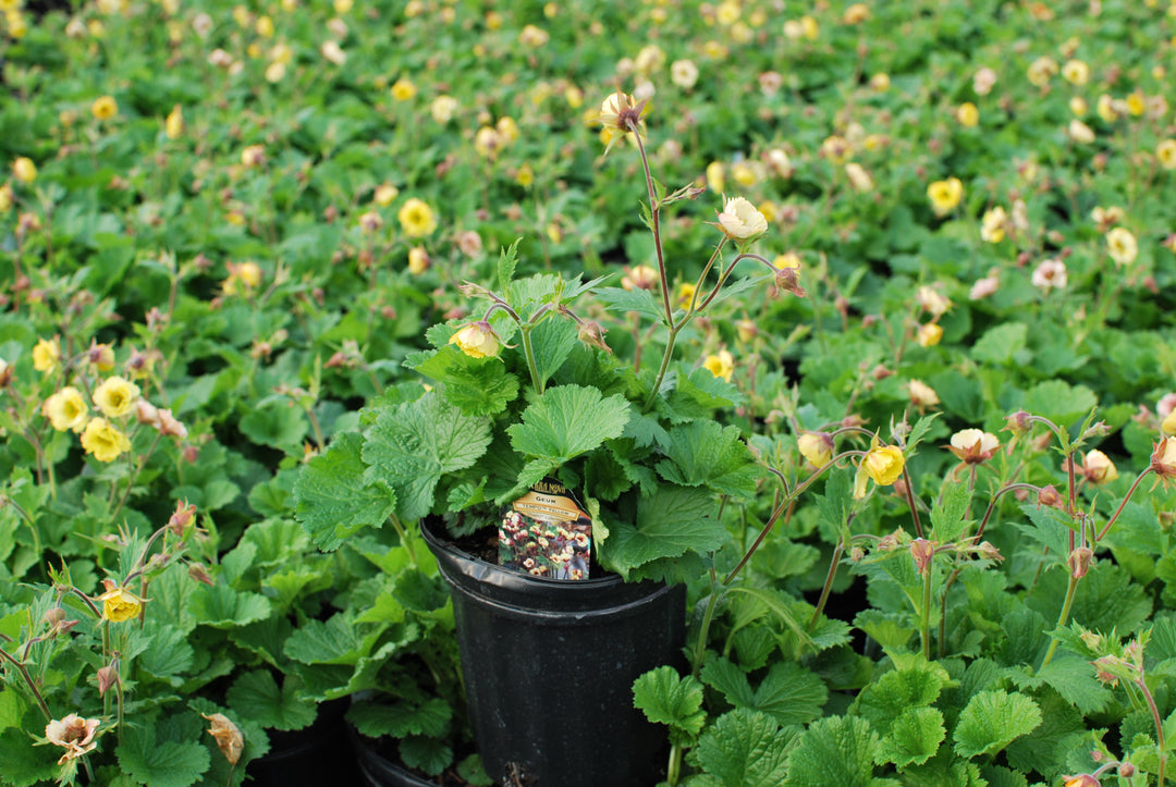 Geum Tempo™ Yellow (Avens)