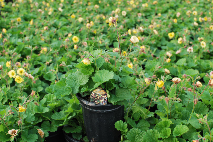 Geum Tempo™ Yellow (Avens)