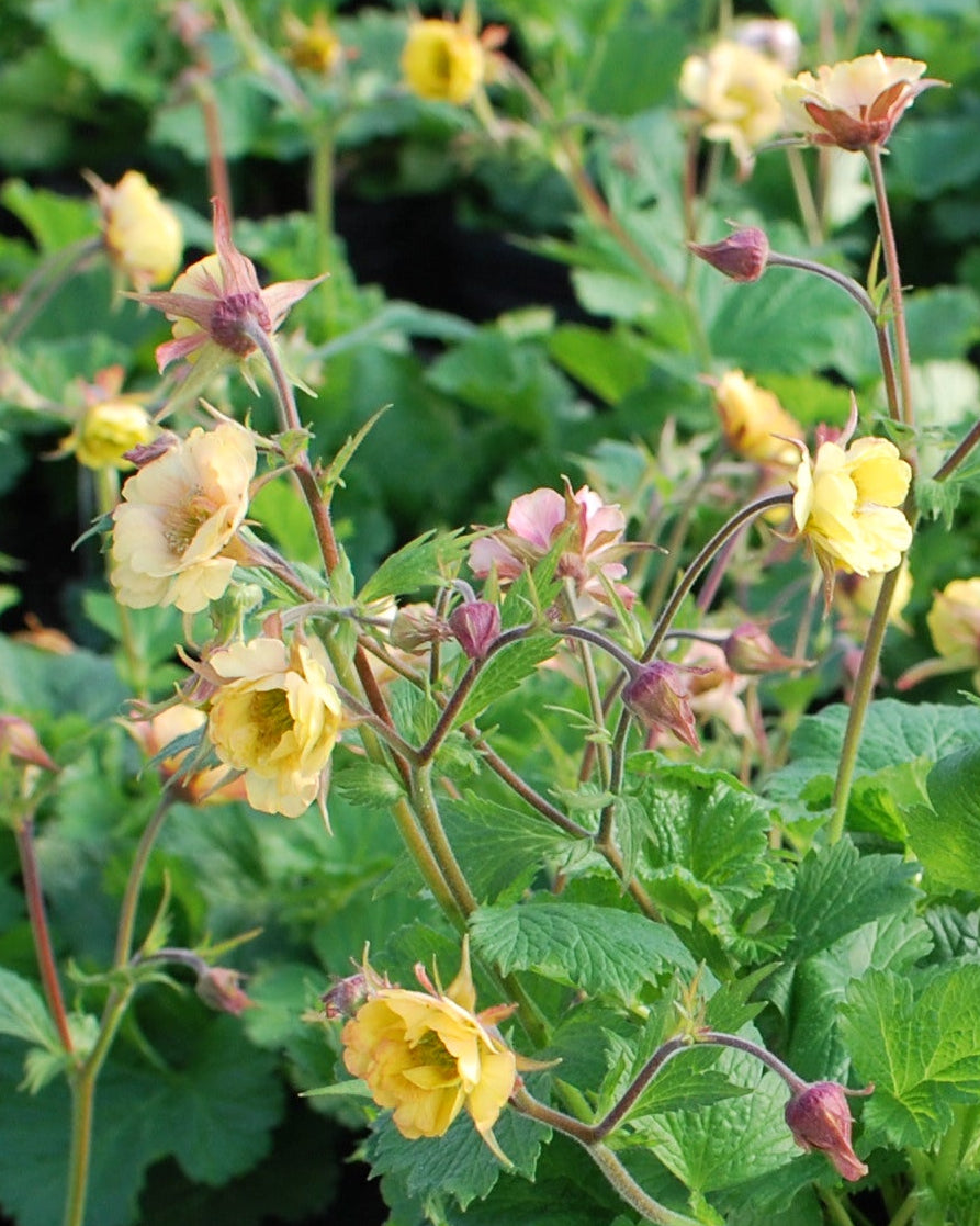 Geum Tempo™ Yellow (Avens)
