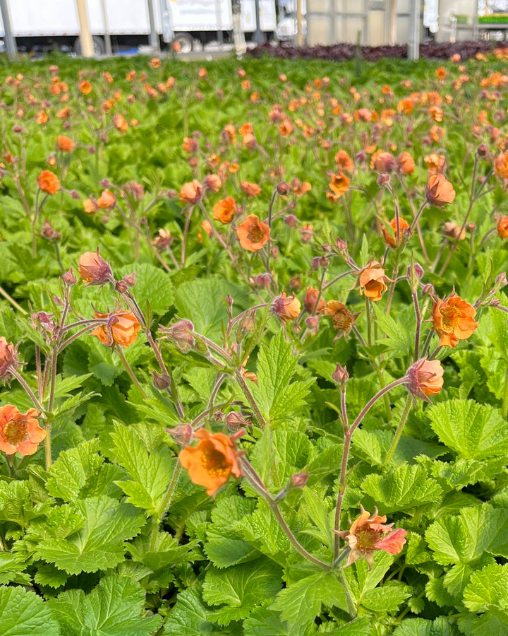 Geum Tempo™ Orange (Avens)
