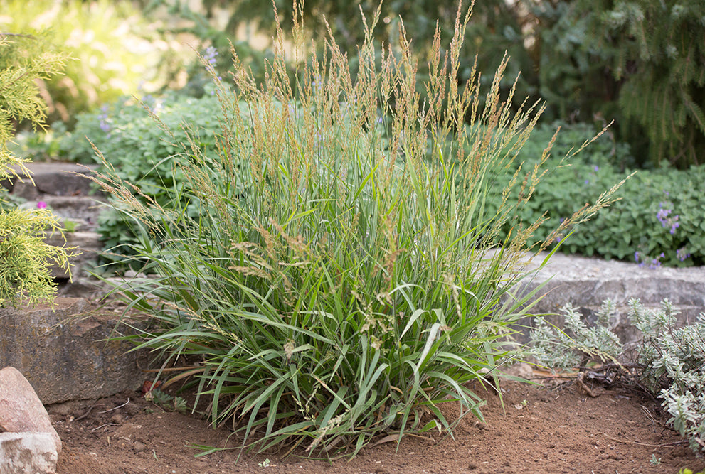 Calamagrostis x 'Cheju-Do' (Dwarf Feather Reed Grass)