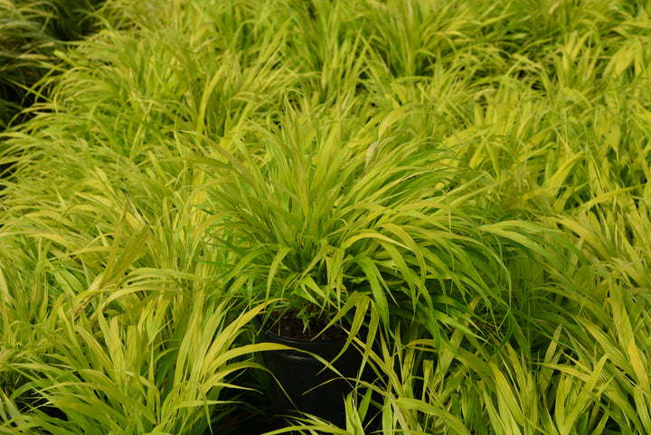 Hakonechloa macra 'All Gold' (Japanese Forest Grass/Hakone Grass)