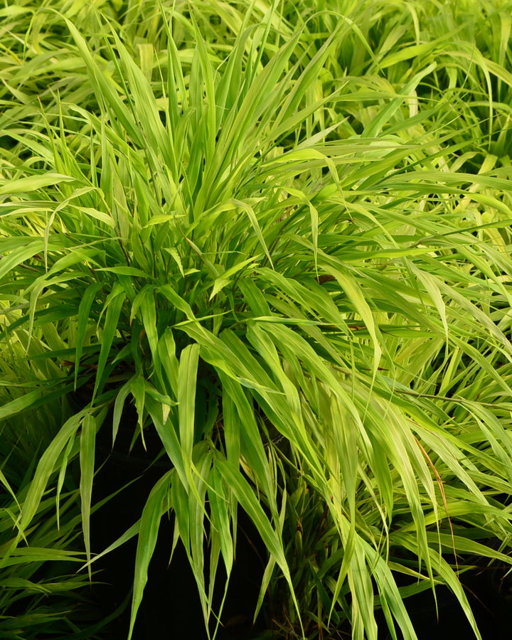Hakonechloa macra 'All Gold' (Japanese Forest Grass/Hakone Grass)