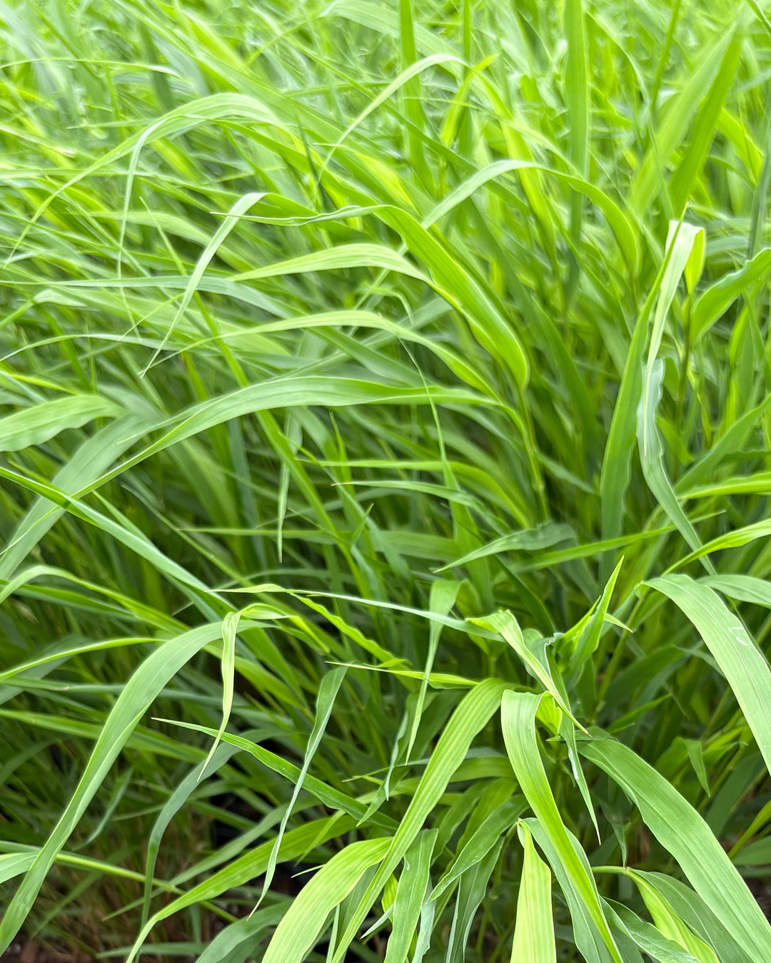 Hakonechloa macra (Japanese Forest Grass/Hakone Grass)