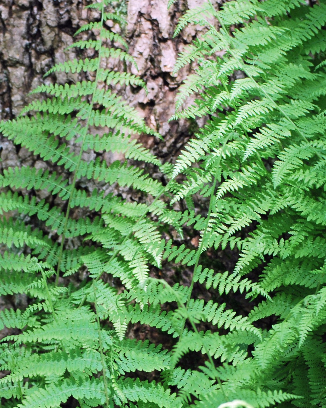 Dennstaedtia punctilobata (Hayscented Fern)