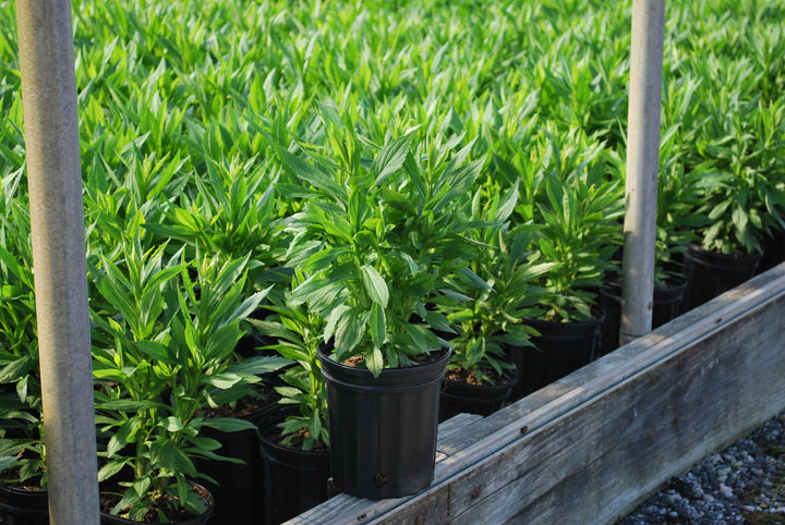 Helenium autumnale Mariachi™ 'Fuego' (Helen's Flower, Sneezeweed)