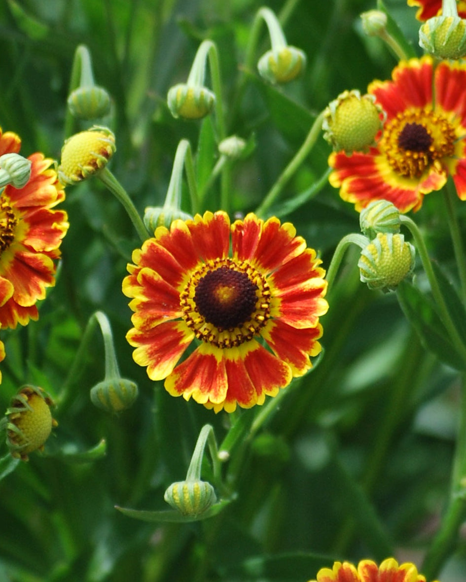 Helenium autumnale Mariachi™ 'Fuego' (Helen's Flower, Sneezeweed)