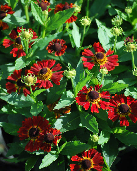 Helenium autumnale Mariachi™ 'Salsa' (Helen's Flower, Sneezeweed)
