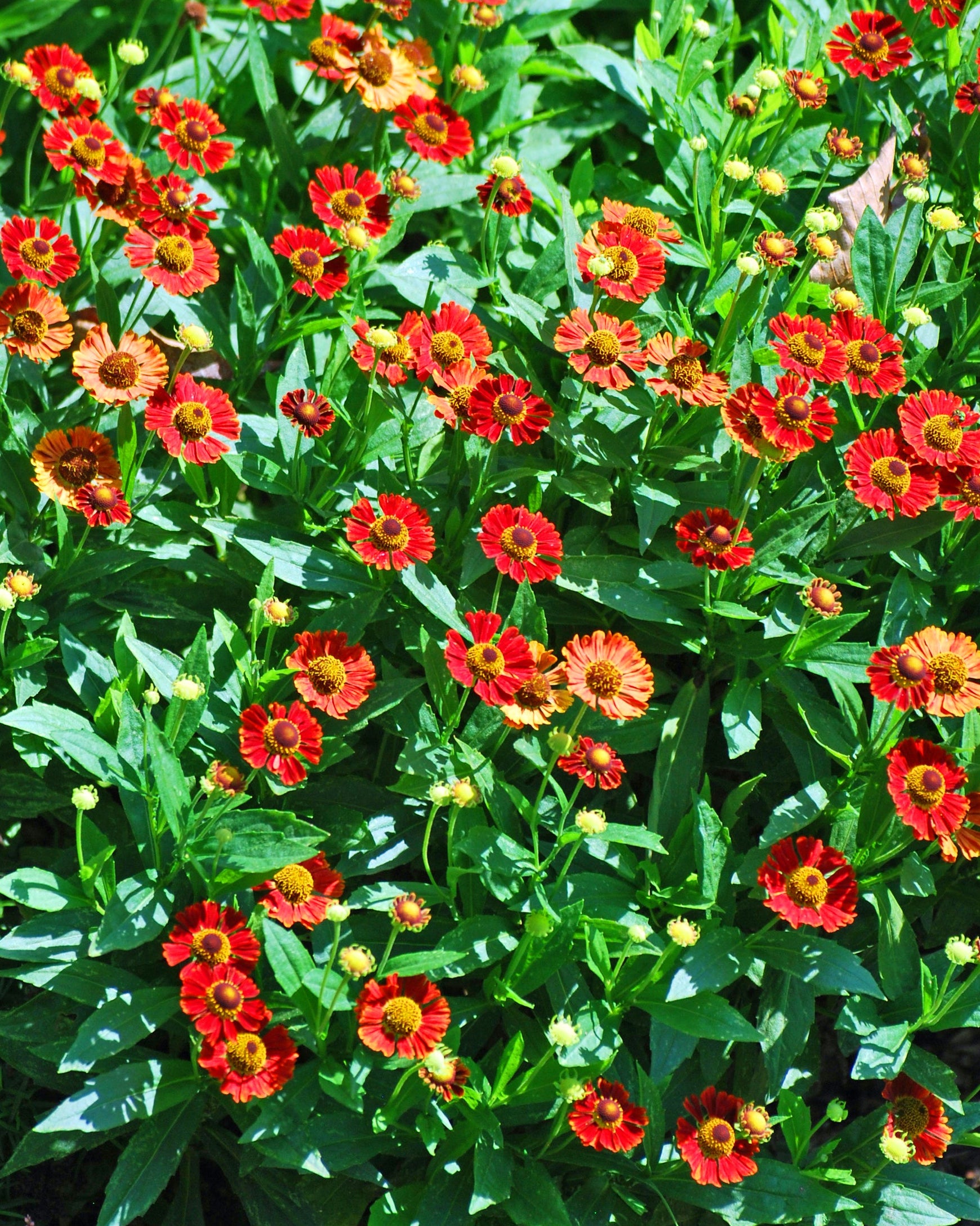Helenium autumnale Mariachi™ 'Salsa' (Helen's Flower, Sneezeweed