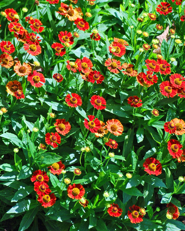 Helenium autumnale Mariachi™ 'Salsa' (Helen's Flower, Sneezeweed)