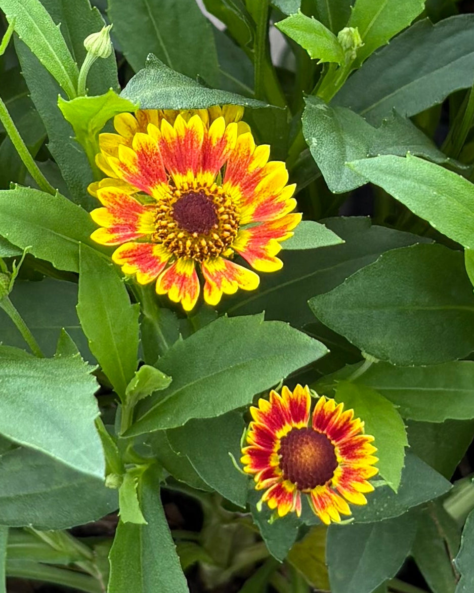 Helenium autumnale Mariachi™ 'Fuego' (Helen's Flower, Sneezeweed)