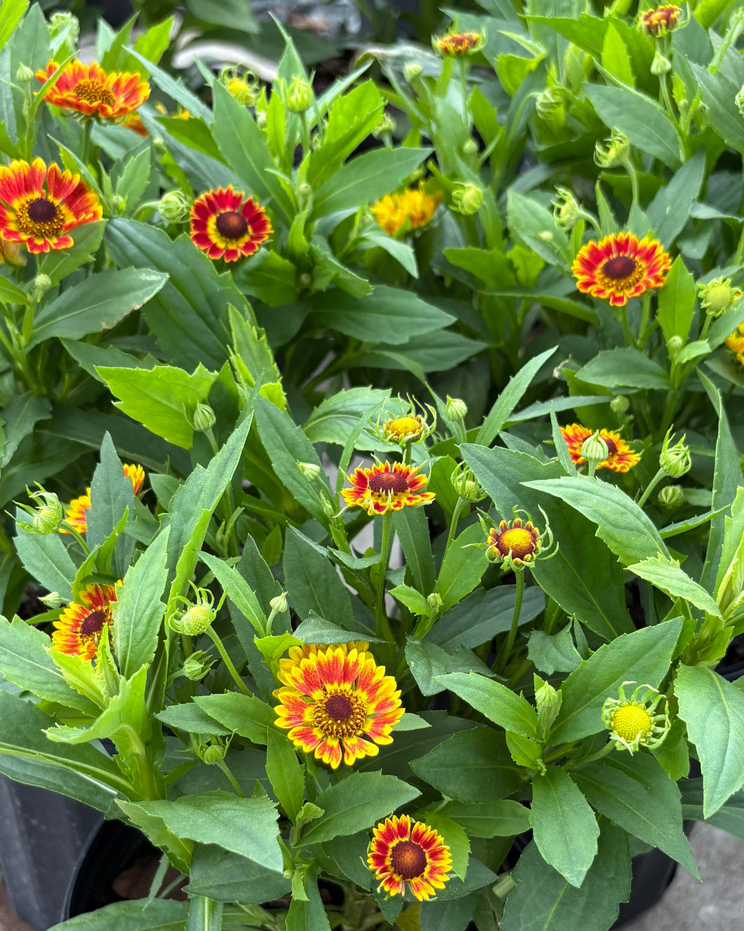 Helenium autumnale Mariachi™ 'Fuego' (Helen's Flower, Sneezeweed)