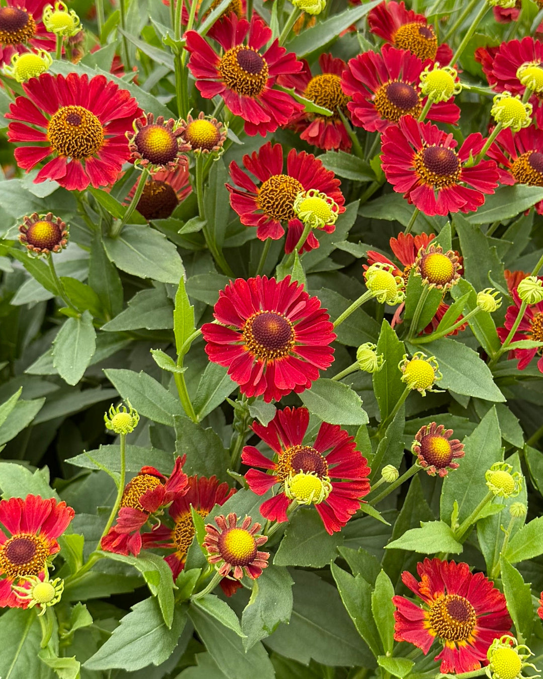 Helenium autumnale Mariachi™ 'Salsa' (Helen's Flower, Sneezeweed)