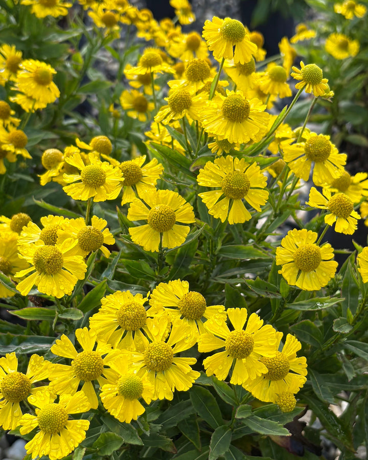 Helenium autumnale Mariachi 'Sombrero' (Helen's Flower, Sneezeweed)