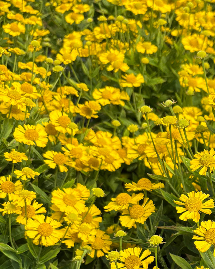Helenium autumnale Mariachi 'Sombrero' (Helen's Flower, Sneezeweed)