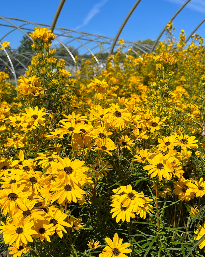 Helianthus salicifolius 'Autumn Gold' (Willowleaf Sunflower)