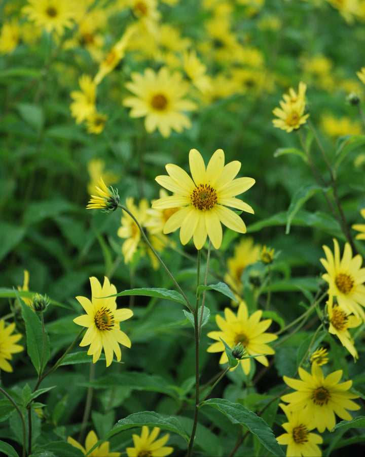 Helianthus x 'Lemon Queen' (Lemon Queen Sunflower)