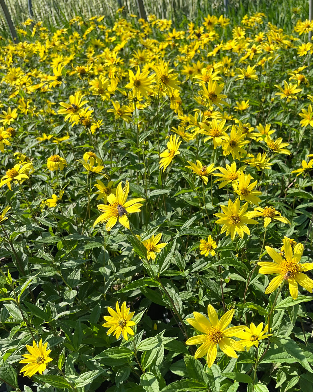 Helianthus x 'Lemon Queen' (Lemon Queen Sunflower)