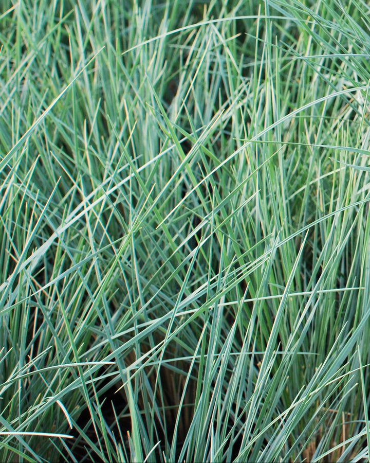 Helictotrichon sempervirens (Blue Oats Grass)
