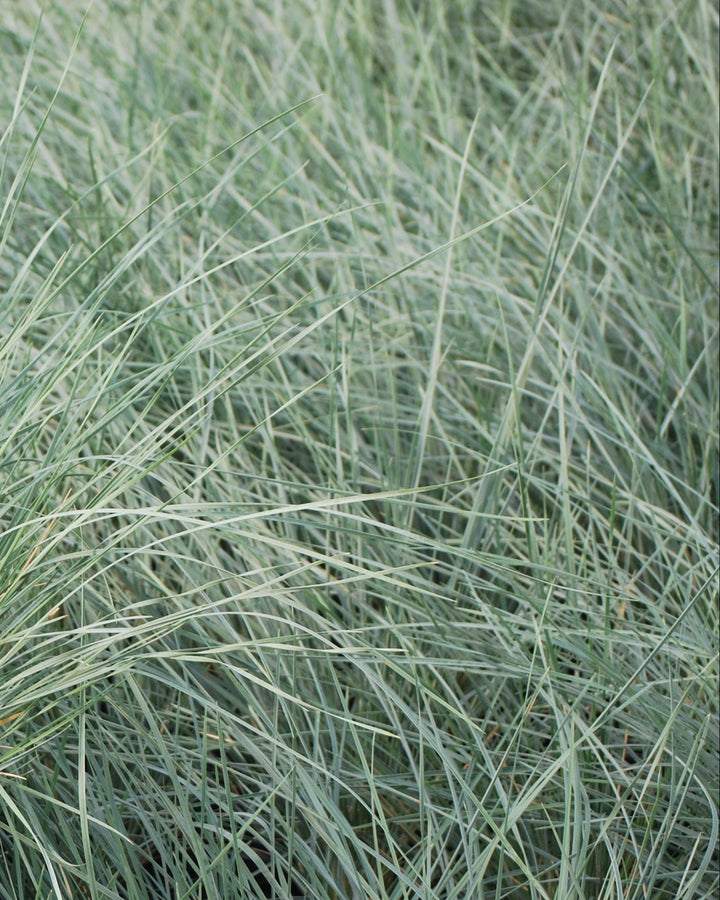 Helictotrichon sempervirens (Blue Oats Grass)