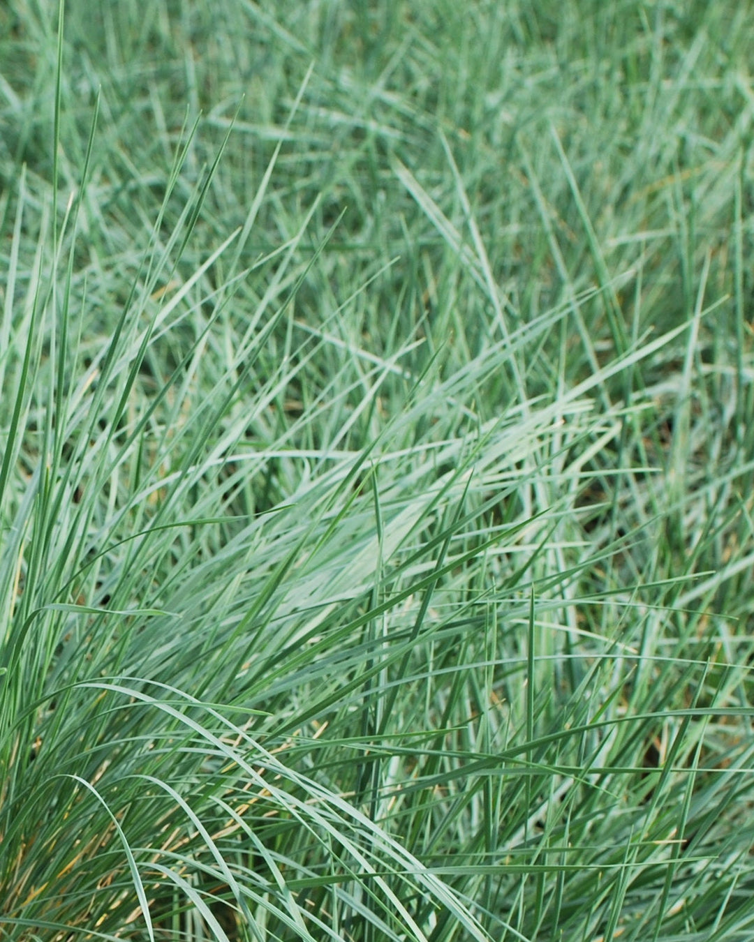 Helictotrichon sempervirens (Blue Oats Grass)