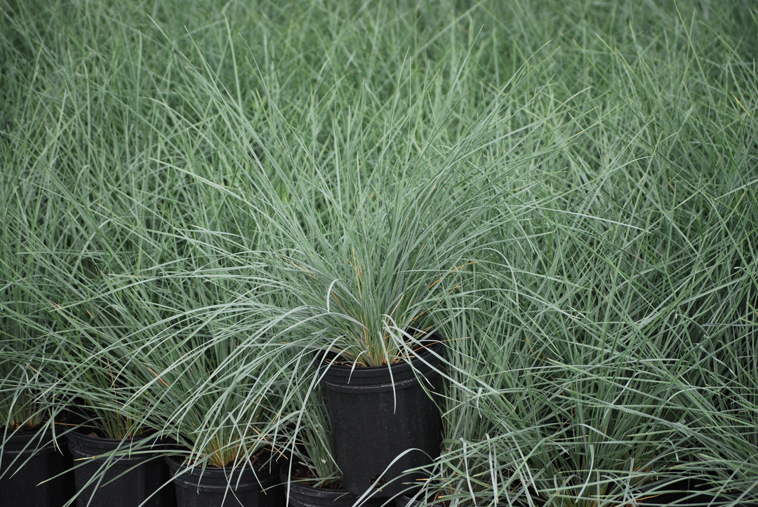 Helictotrichon sempervirens (Blue Oats Grass)