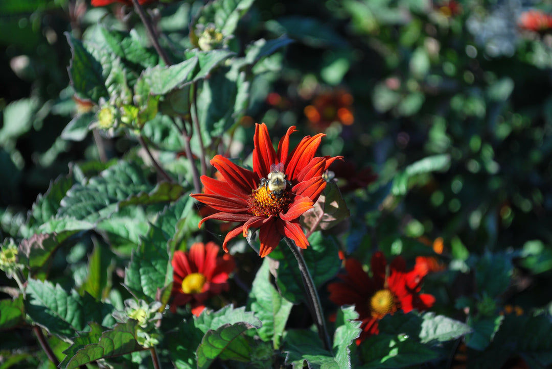 Heliopsis helianthoides var. scabra 'Bleeding Hearts' (False Sunflower/ Smooth Ox-eye)
