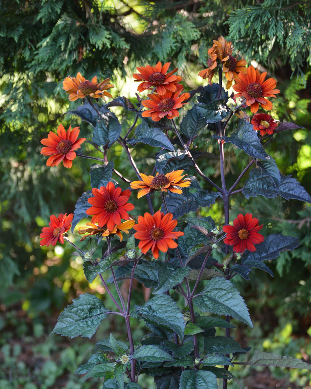 bleeding heart flower seed Heliopsis helianthoides var. scabra 'Bleeding Hearts' (False Sunflower – Perennial Farm Marketplace