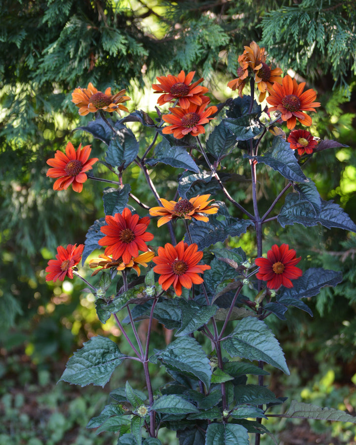 Heliopsis helianthoides var. scabra 'Bleeding Hearts' (False Sunflower/ Smooth Ox-eye)