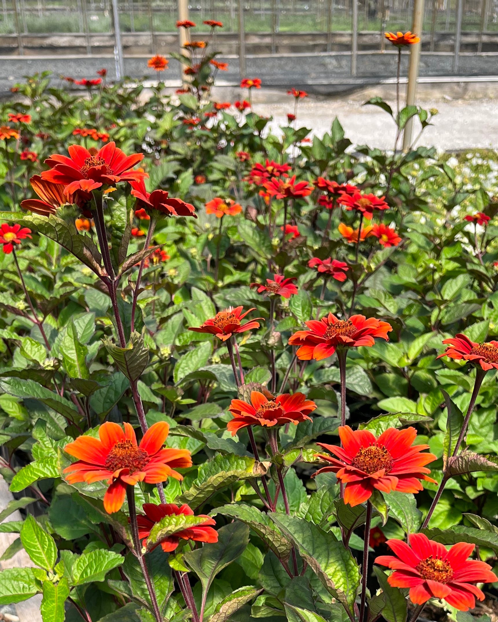 Heliopsis helianthoides var. scabra 'Bleeding Hearts' (False
