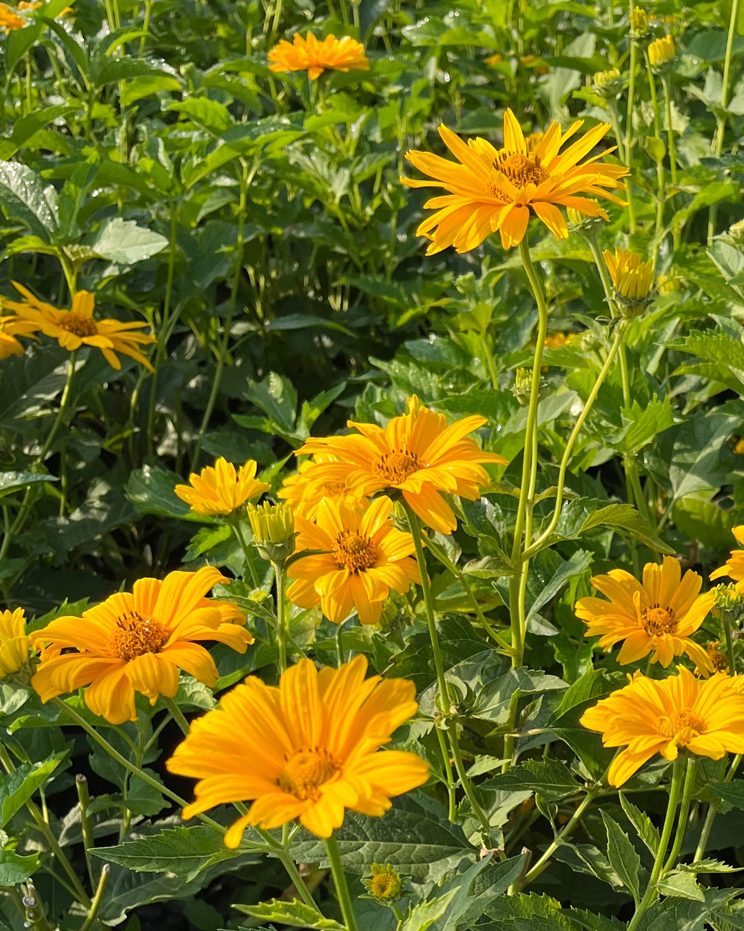 Heliopsis helianthoides 'Summer Sun' (False Sunflower)