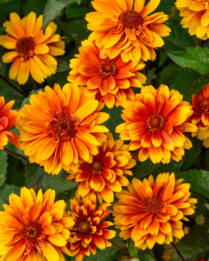 Heliopsis h. ‘Forged in Fire’ (False Sunflower)