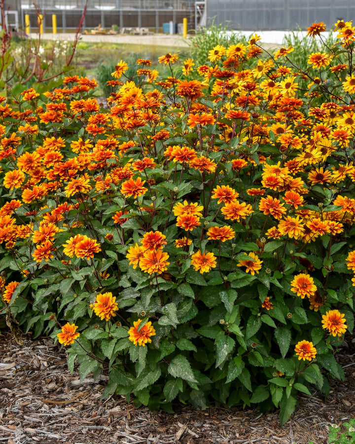 Heliopsis h. ‘Forged in Fire’ (False Sunflower)