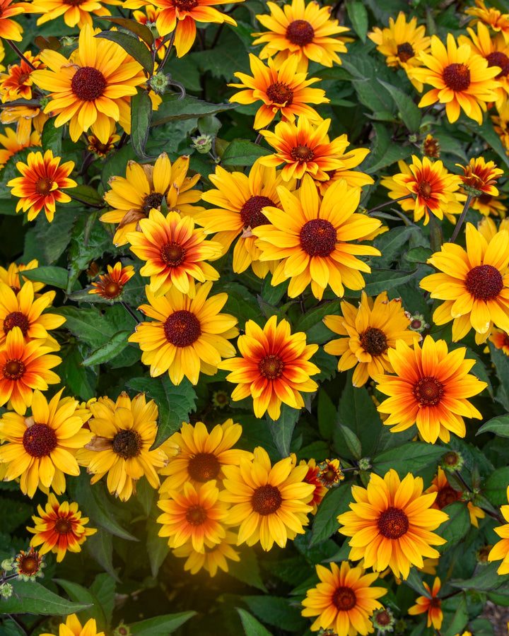 Heliopsis h. ‘Sundial’ (False Sunflower)