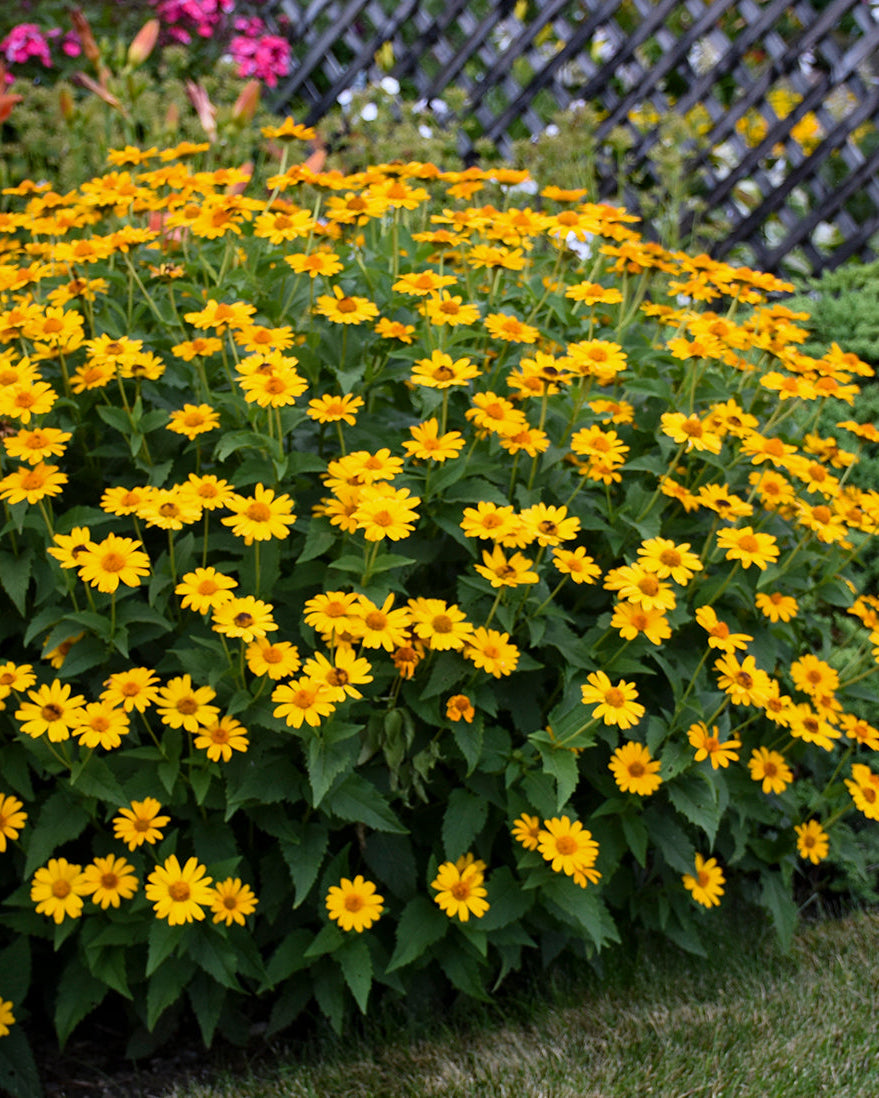 Heliopsis h. ‘Tuscan Sun’ (False Sunflower)