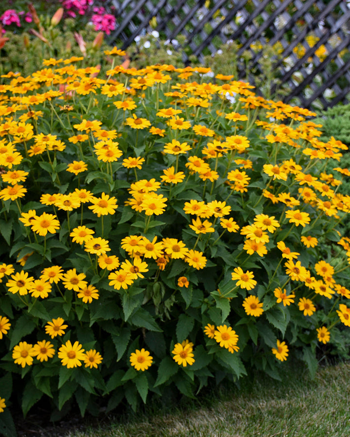Heliopsis h. ‘Tuscan Sun’ (False Sunflower)