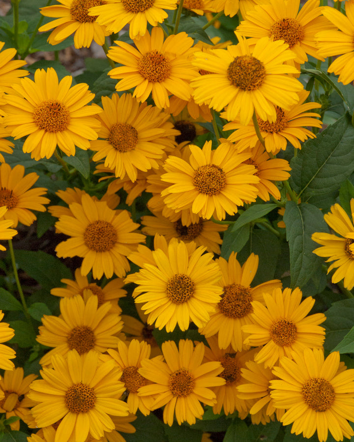 Heliopsis h. ‘Tuscan Sun’ (False Sunflower)