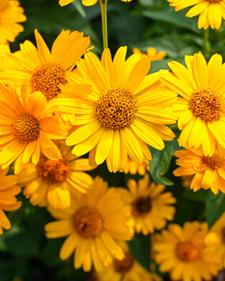 Heliopsis h. ‘Tuscan Sun’ (False Sunflower)