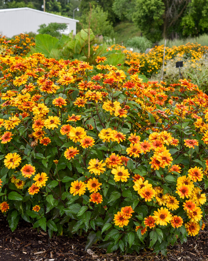Heliopsis h. ‘Forged in Fire’ (False Sunflower)