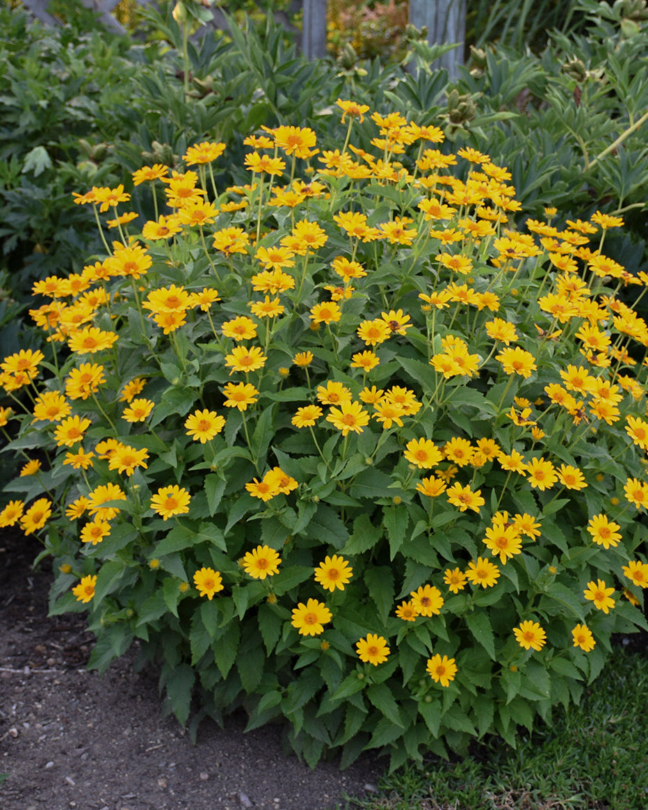 Heliopsis h. ‘Tuscan Sun’ (False Sunflower)