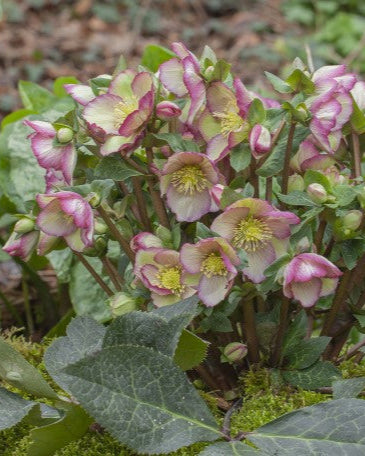 Helleborus Frostkiss® Cherisa® (Lenten Rose) – Perennial Farm