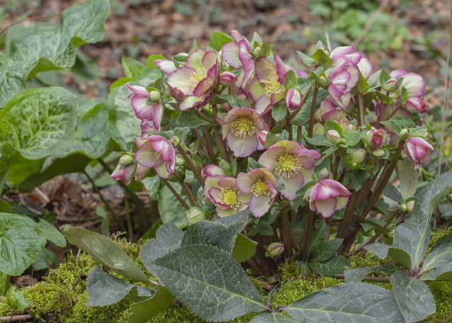 Helleborus Frostkiss® Cherisa® (Lenten Rose)