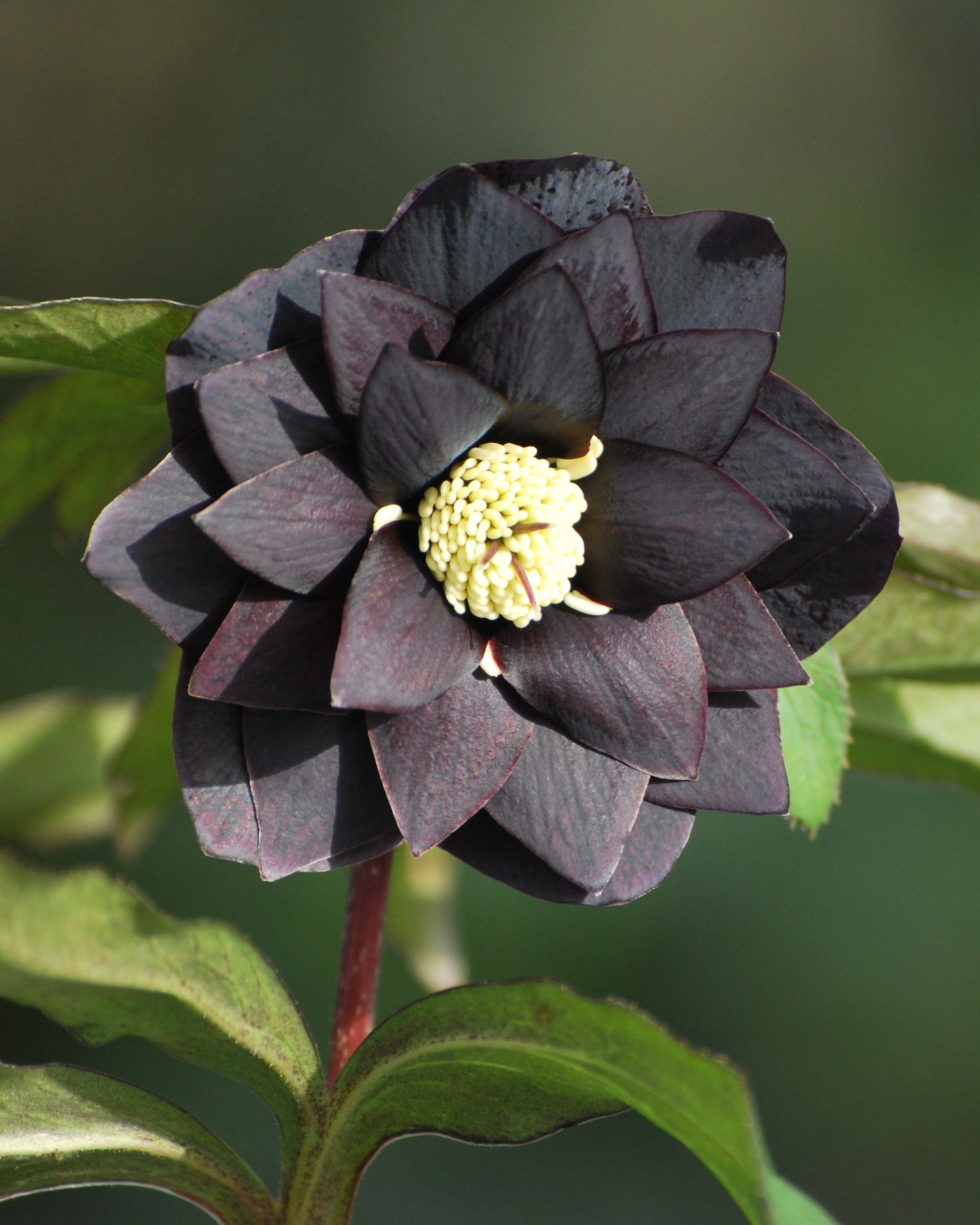 Helleborus x hybridus Winter Jewels® 'Onyx Odyssey' (Lenten Rose
