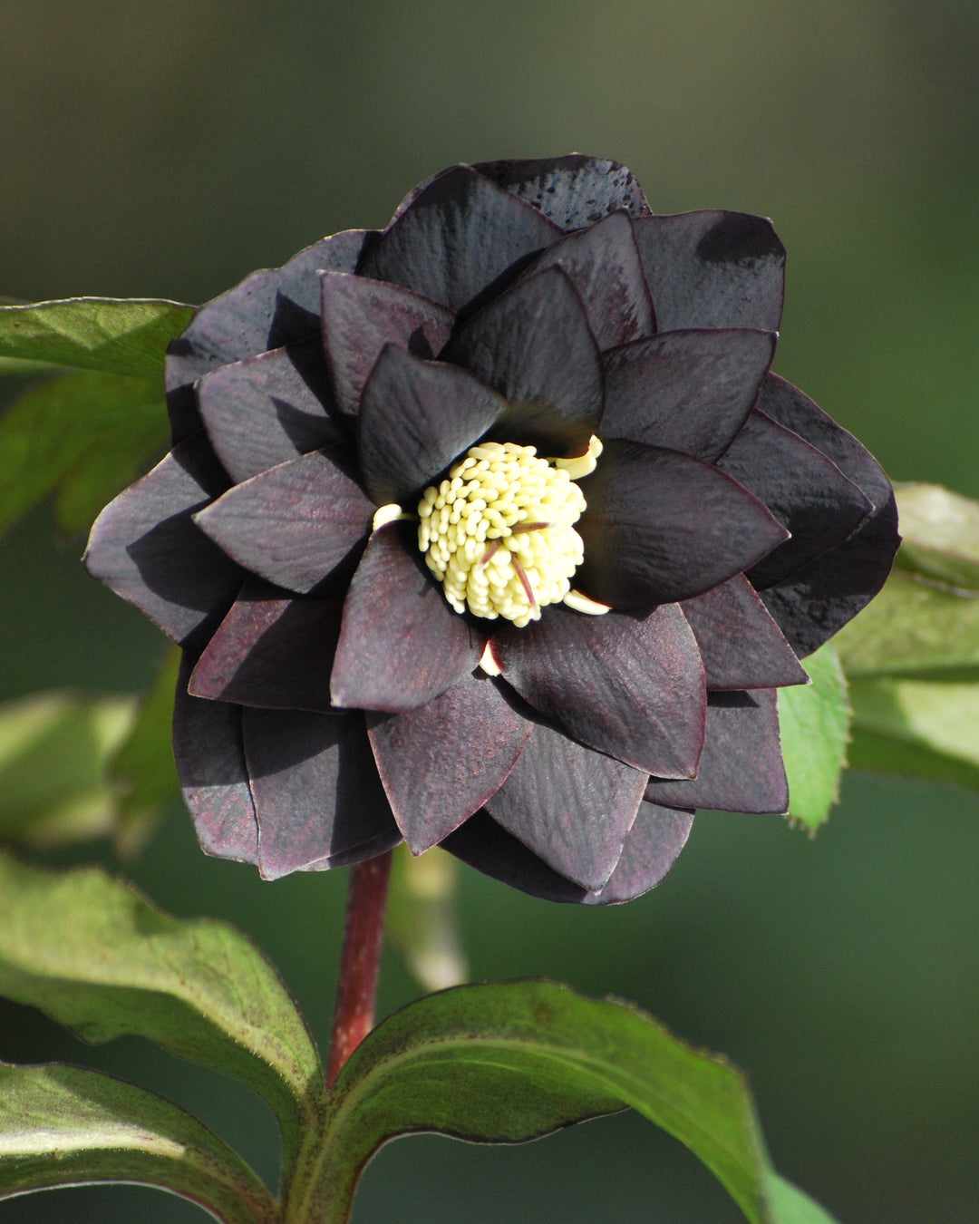 Helleborus x hybridus Winter Jewels® 'Onyx Odyssey' (Lenten Rose)