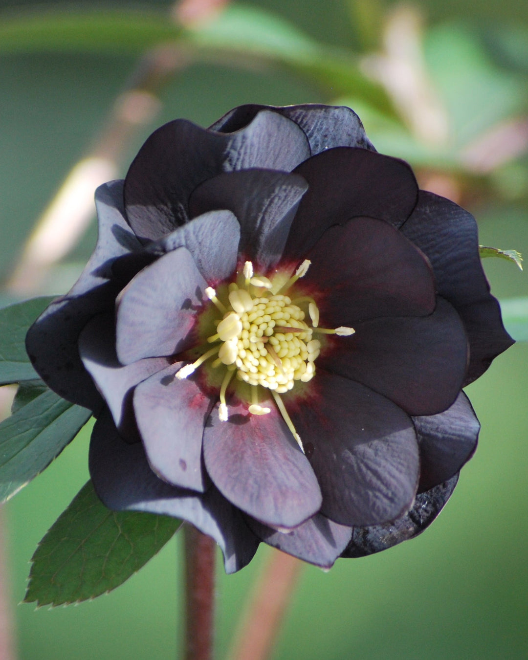 Helleborus x hybridus Winter Jewels® 'Onyx Odyssey' (Lenten Rose)