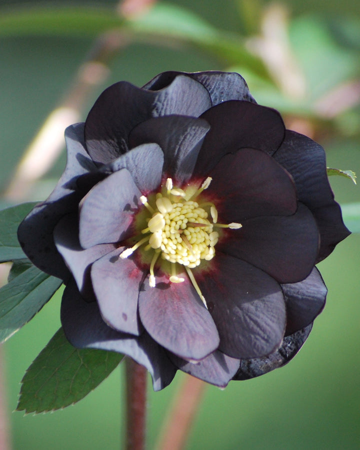 Helleborus x hybridus Winter Jewels® 'Onyx Odyssey' (Lenten Rose)