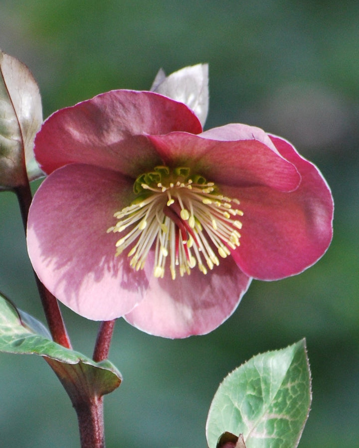 Helleborus x Frostkiss® Penny's Pink (Lenten Rose)