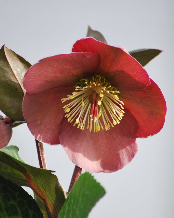 Helleborus x Frostkiss® Penny's Pink (Lenten Rose)