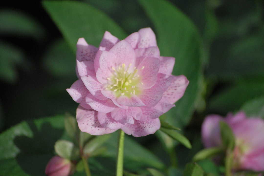 Helleborus x hybridus Winter Jewels® 'Cotton Candy' (Lenten Rose)