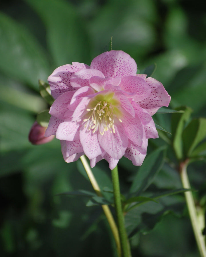 Helleborus x hybridus Winter Jewels® 'Cotton Candy' (Lenten Rose)
